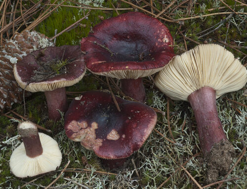 Russula torulosa