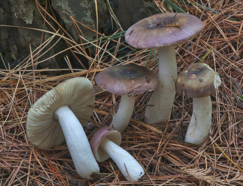 Russula turci
