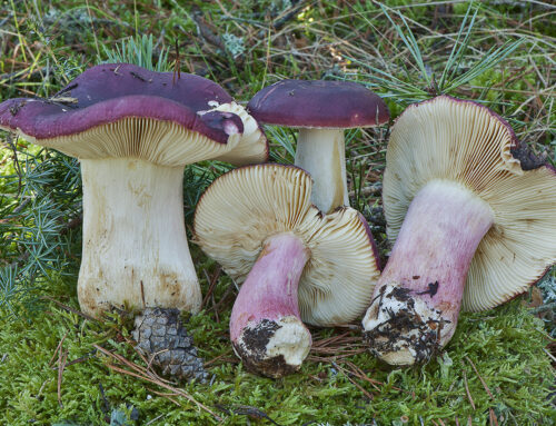Russula xerampelina