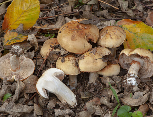 Cortinarius brunneiaurantius