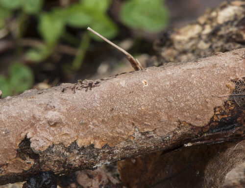 Hydnoporia corrugata