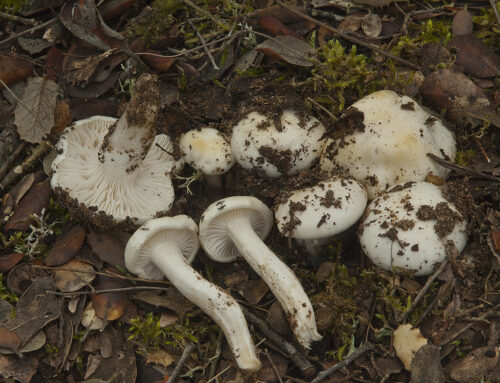 Hygrophorus eburneus