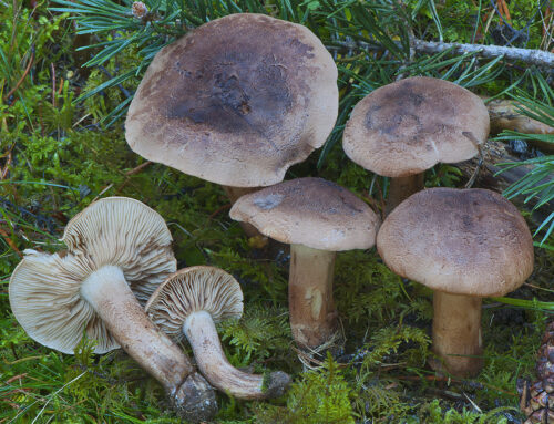 Tricholoma imbricatum