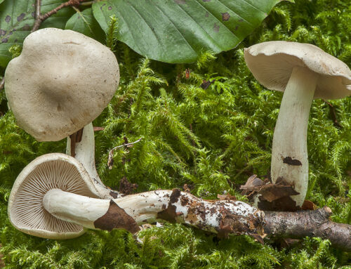 Tricholoma lascivum