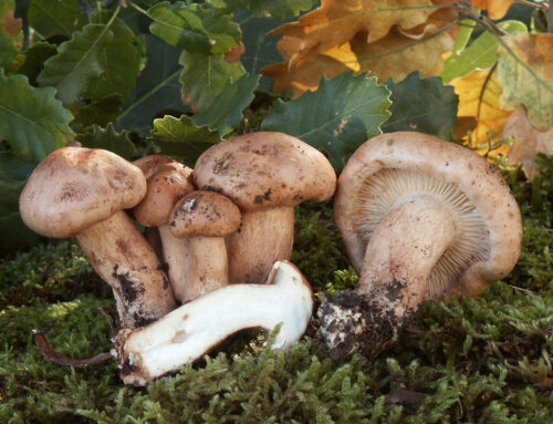 Tricholoma populinum