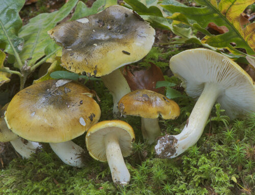 Tricholoma sejunctum