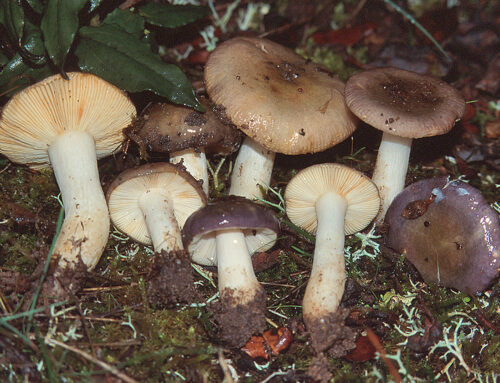 Russula cistoadelpha