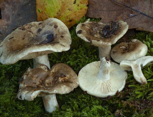 Russula densifolia