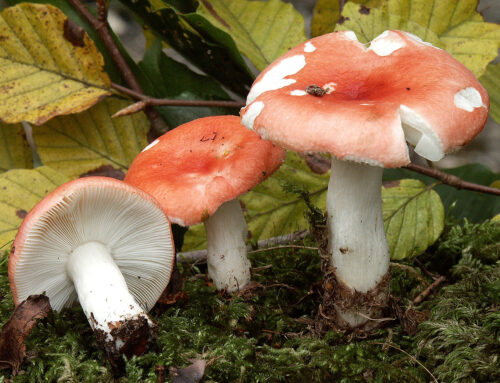 Russula mairei