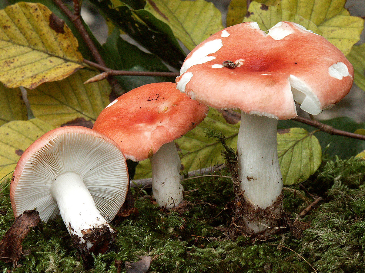 Russula mairei_20020904