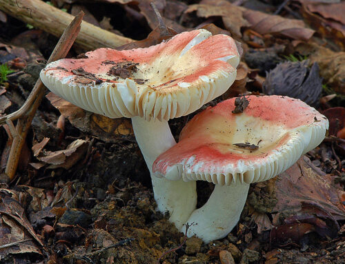 Russula emeticicolor