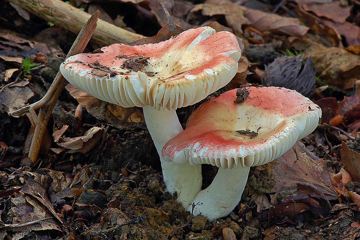 Russula emeticicolor_20100718_0124
