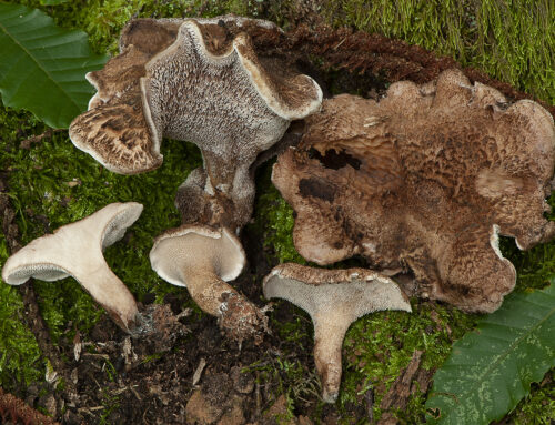 Hydnellum lepidum