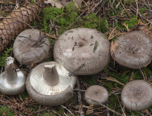 Lactarius blennius