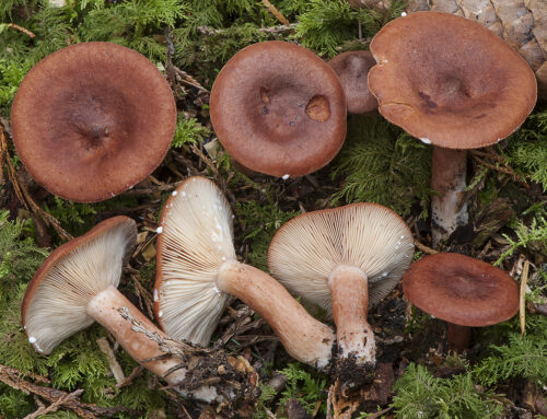 Lactarius rufus
