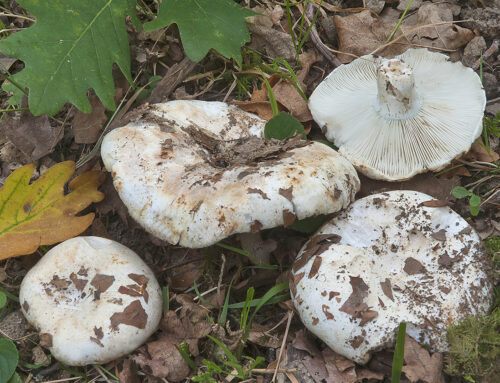 Russula chloroides
