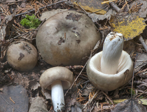 Russula medullata