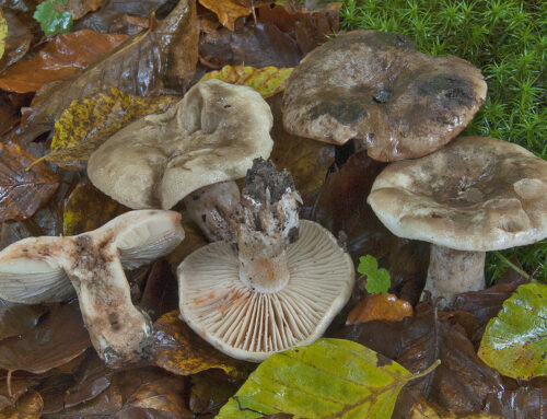 Russula nigricans