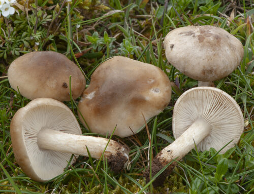 Melanoleuca strictipes