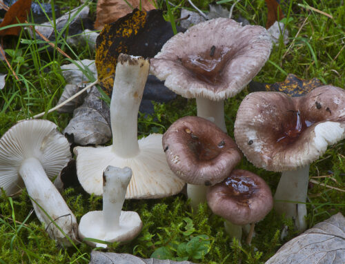 Russula elegans