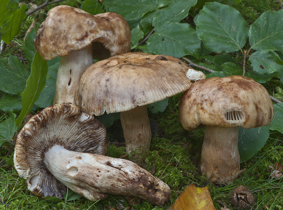 Russula illota_20130831_13316